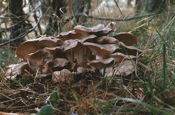 Lyophyllum loricatum